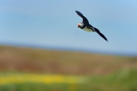 Papuchalk severni - Fratercula arctica - Atlantic Puffin 9101